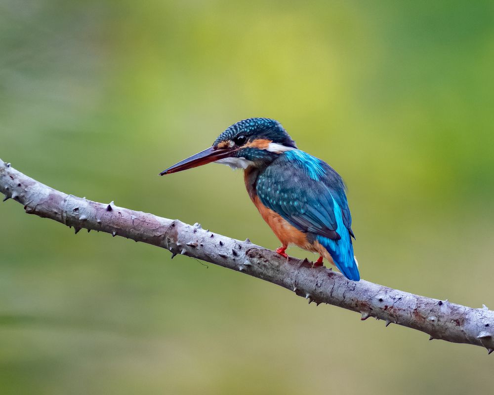 Фотография автора Ng Yan Ze