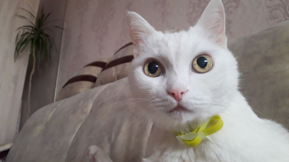 Котэ - 18 лет