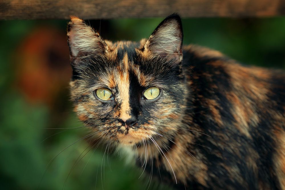 Photograph by Чистякова Валерия