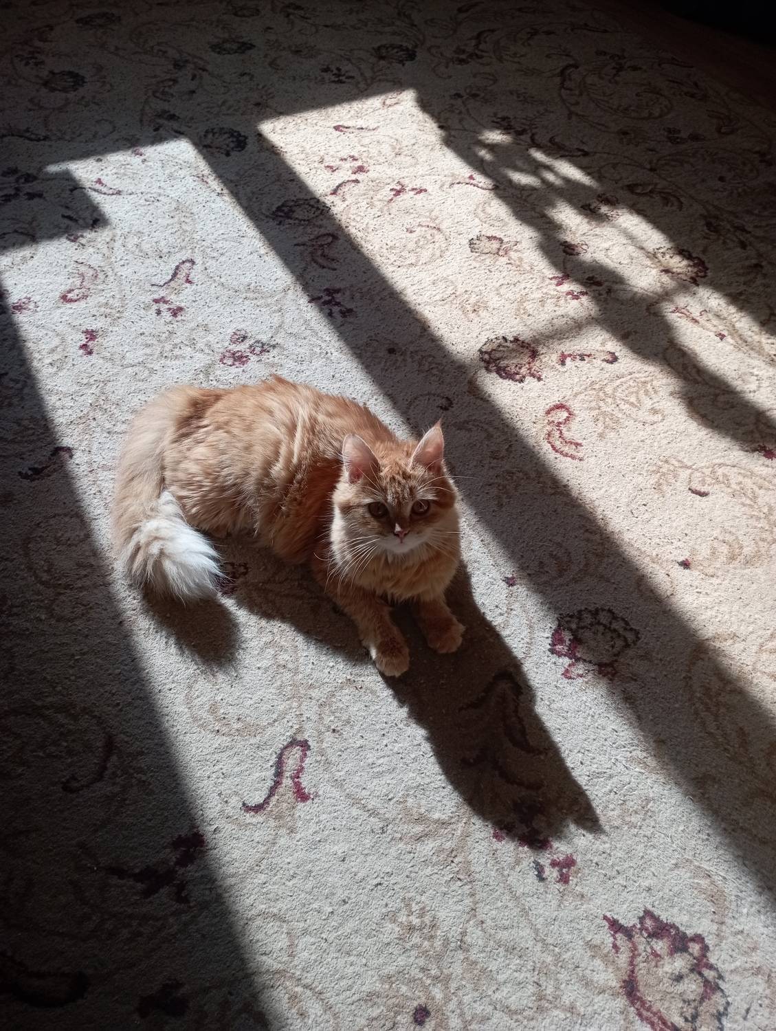 Photo #8991299