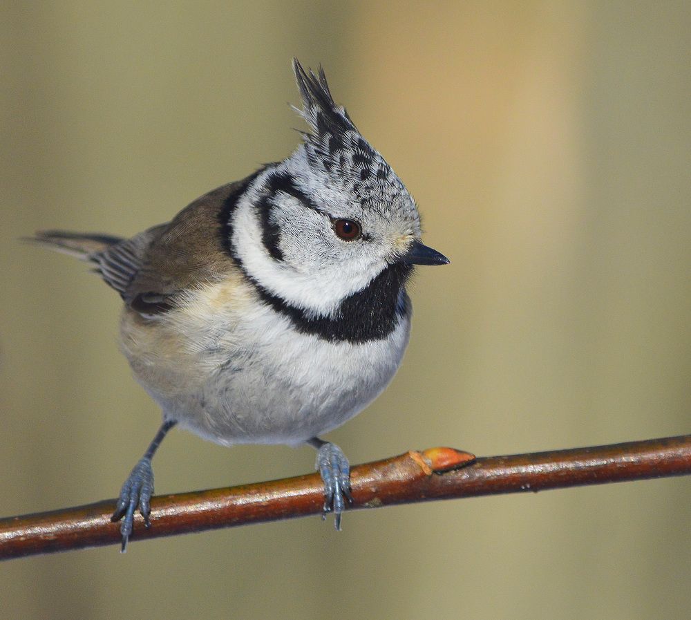 Февральское Солнце.