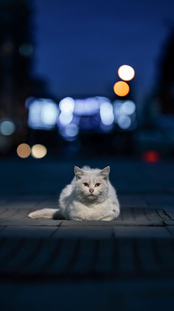 Photograph by Shamil Muzheidov