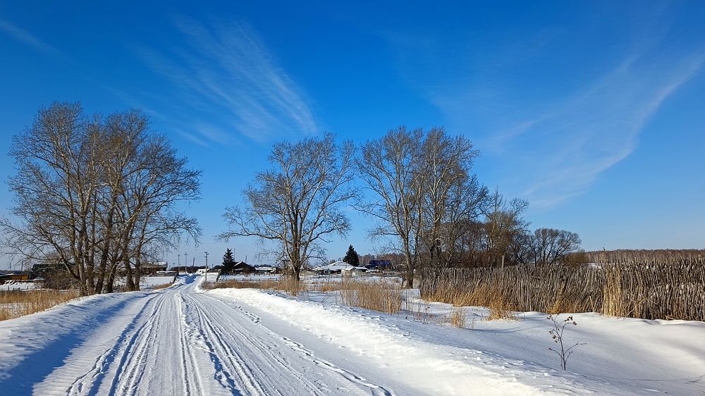 Тополя моего детства