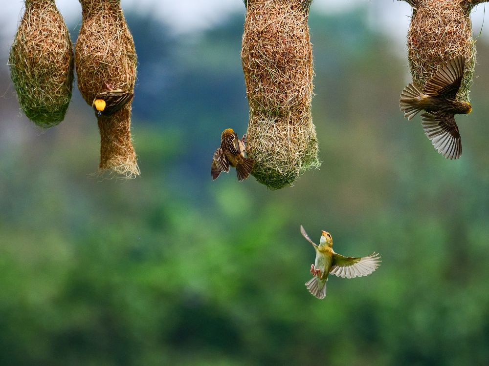 Photograph by Irene Chattopadhyay