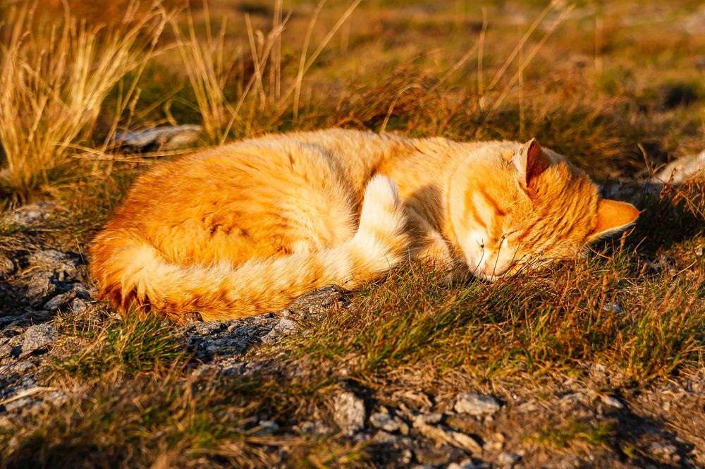 Мягкое золото