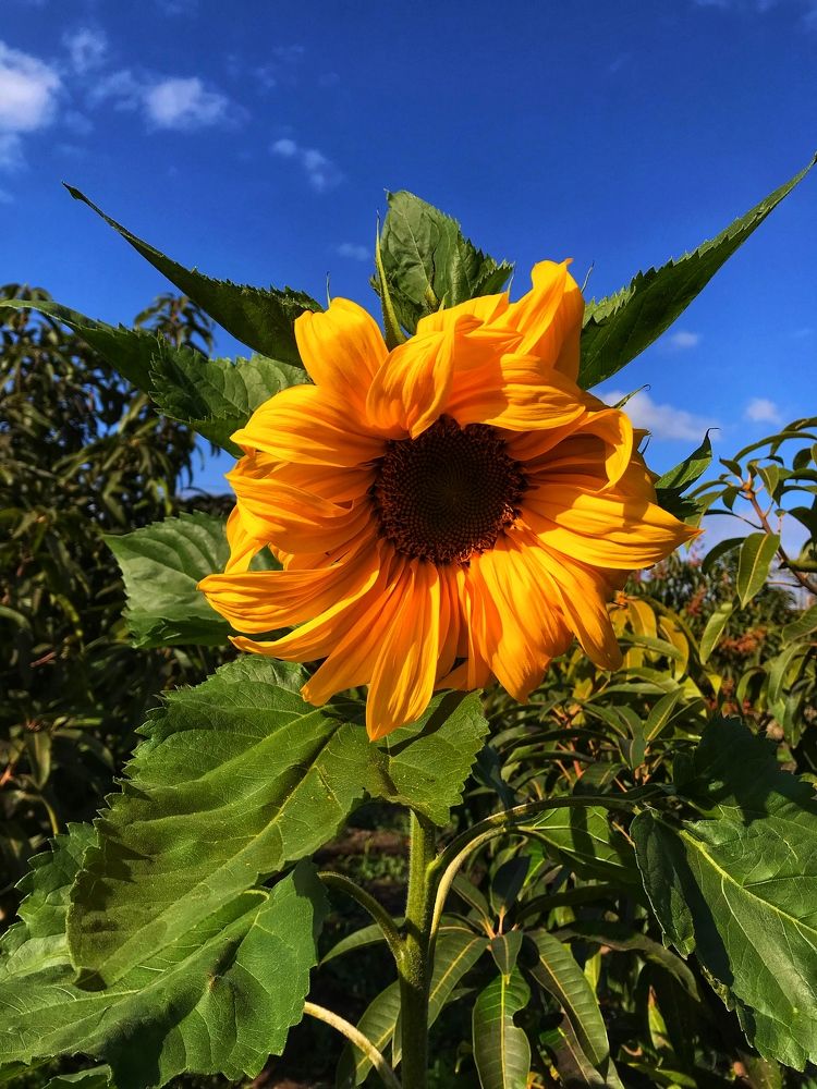 Photograph by Sara Mohammed