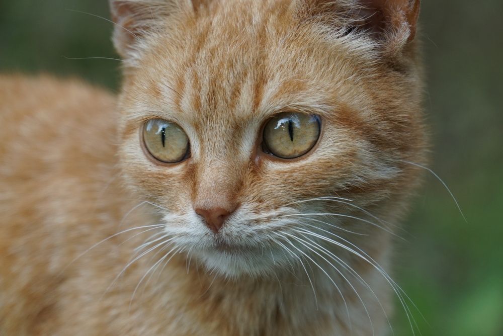 Photograph by Galina Belinskya