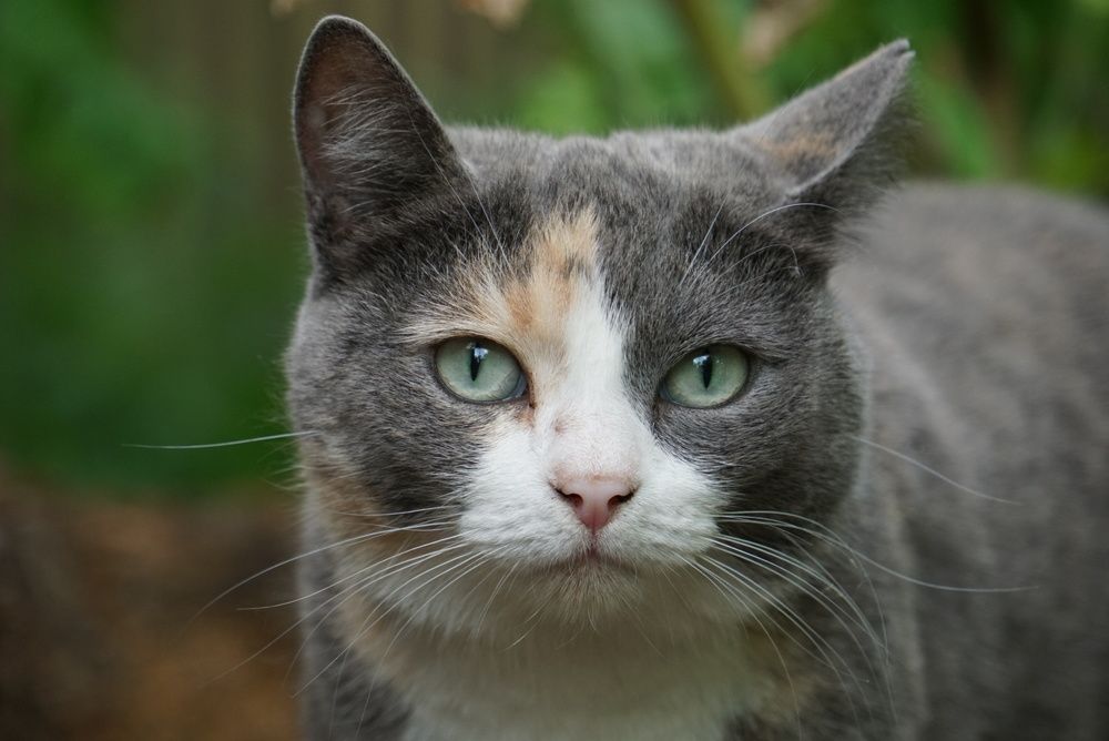 Photograph by Galina Belinskya