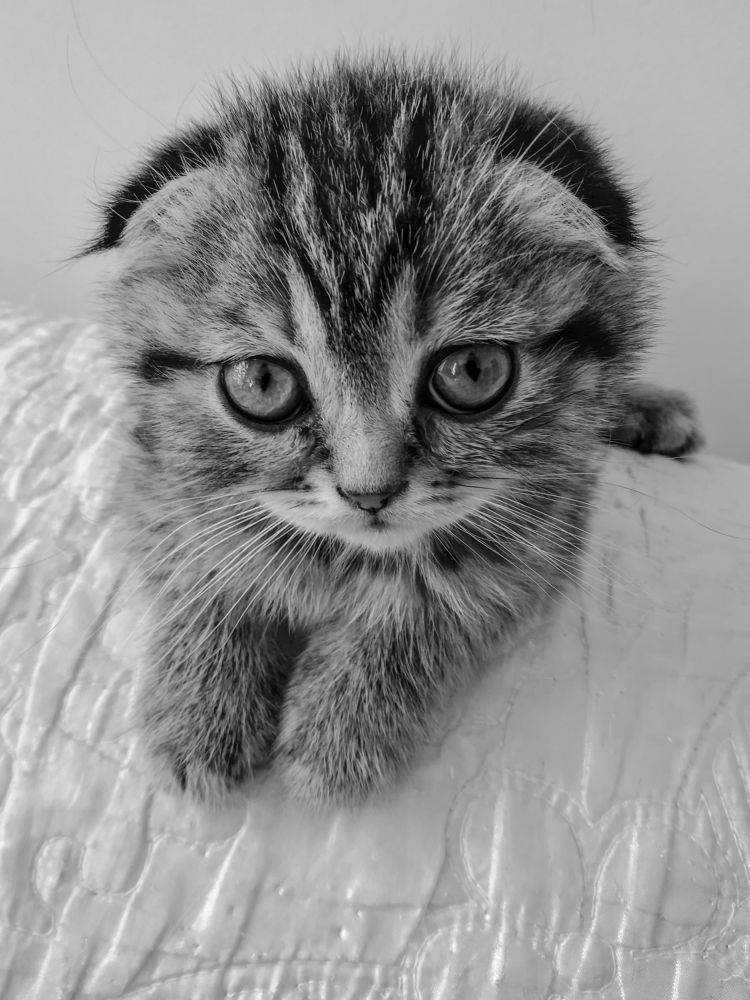 Photograph by Burdikova Inna