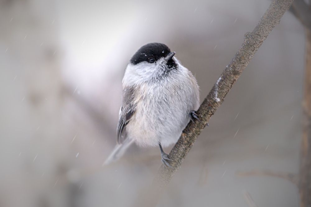 Photograph by Соловьев Александр