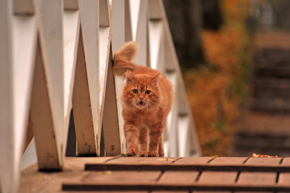 Photograph by Юрий Яковлев