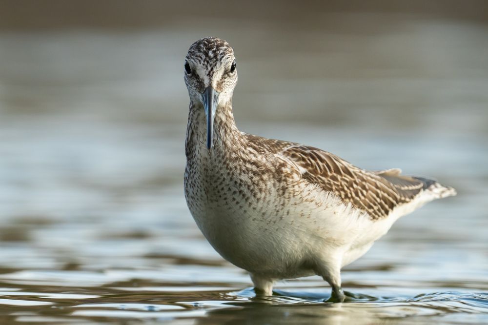 Photograph by Tomanovic Slavisa