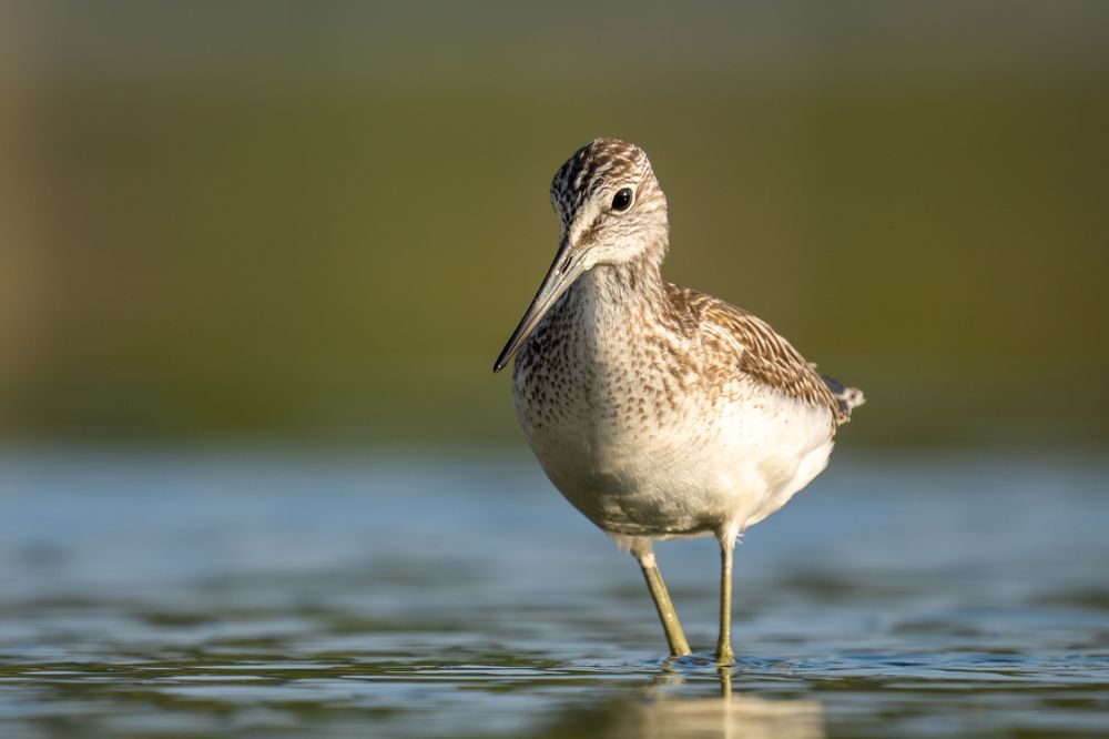 Photograph by Tomanovic Slavisa