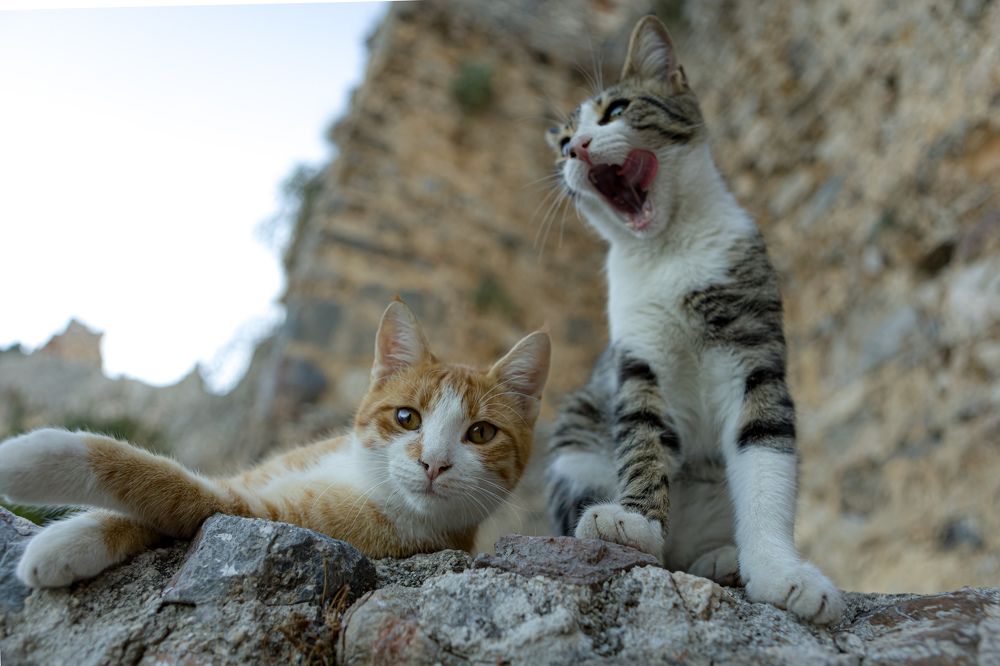 Фотография автора Алексей Гнедчик