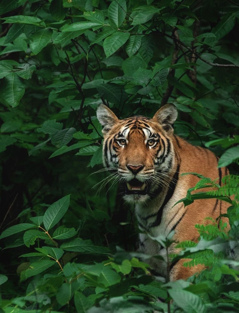 Photograph by Manugunta Dhanush