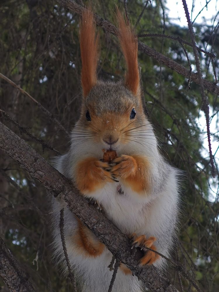 Photograph by Galina Belinskya