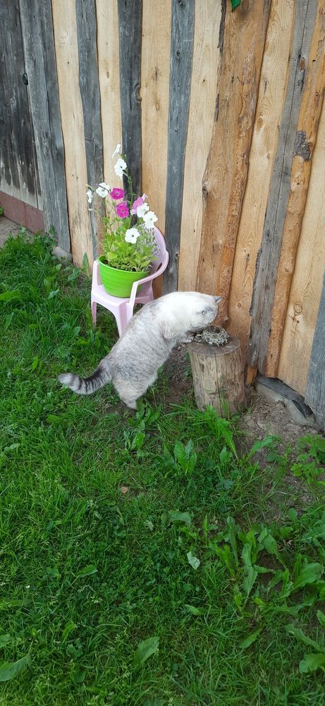 Кто-кто в гнёздышке живёт?