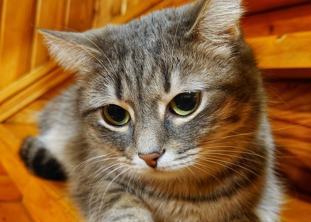 Задумчивая.