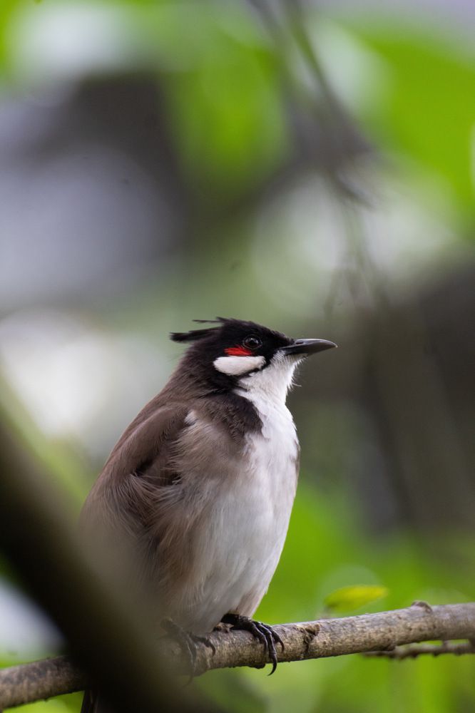 The Little Bird