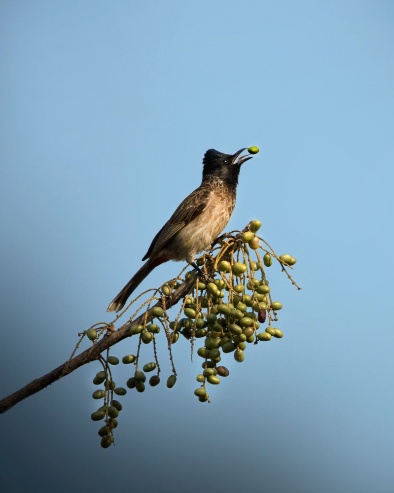 Photograph by Manugunta Dhanush