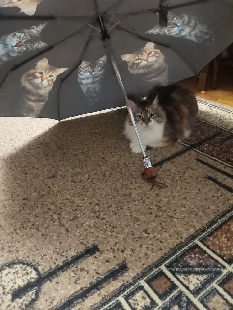 Фотография автора Хабиба Ахмедова