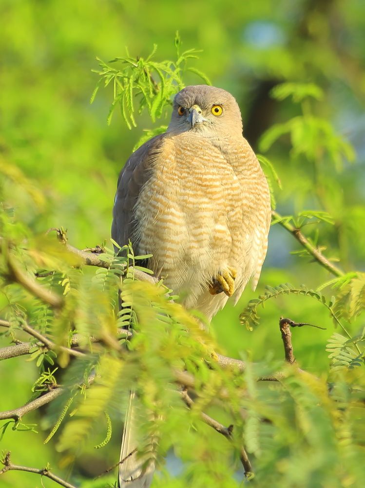 Фотография автора RODRICK RAJIVE LAL