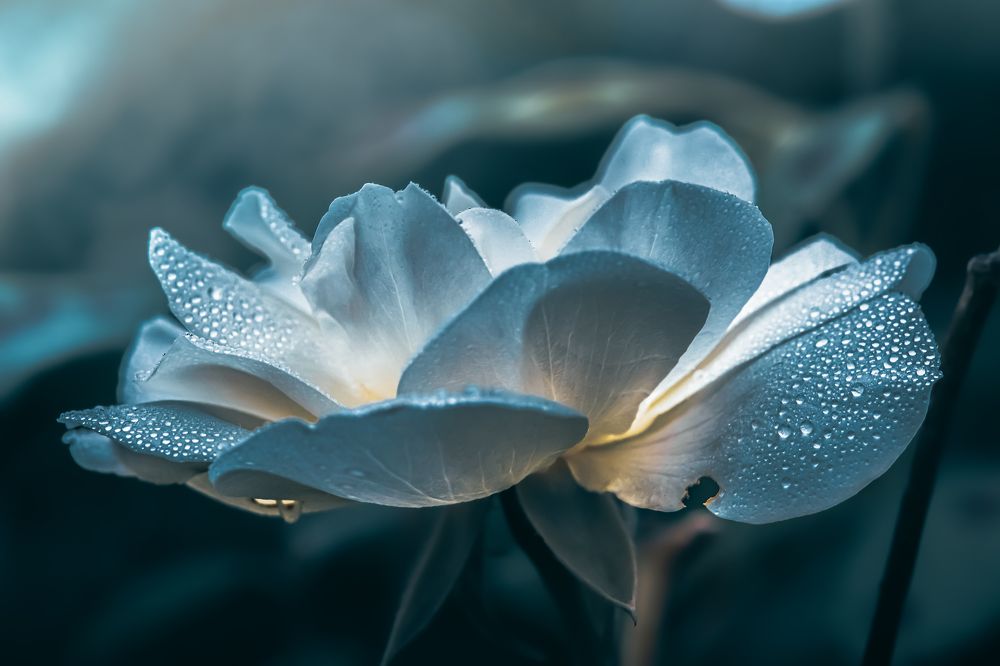 Photograph by Ela Pustajec