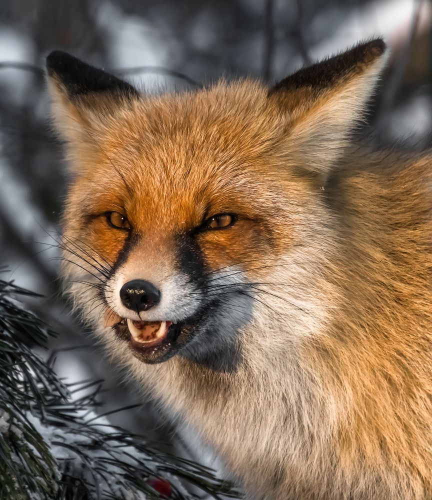 Photograph by Николай Диордиев