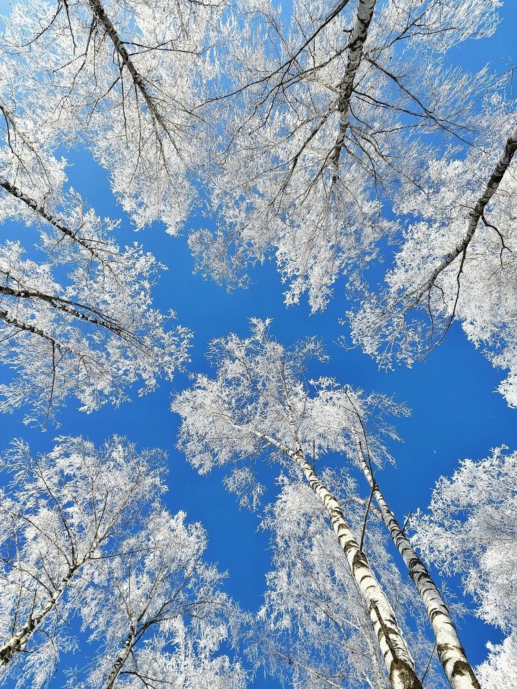 Зимняя сказка