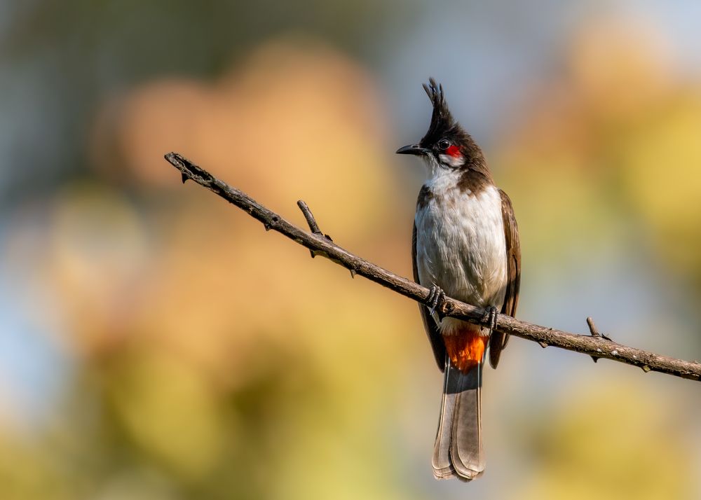 Photograph by shibin philip