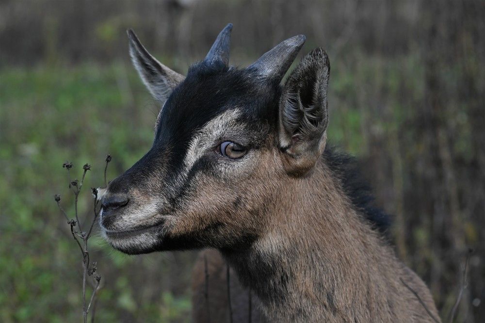 Фотография автора IRINA FILIPPOVA