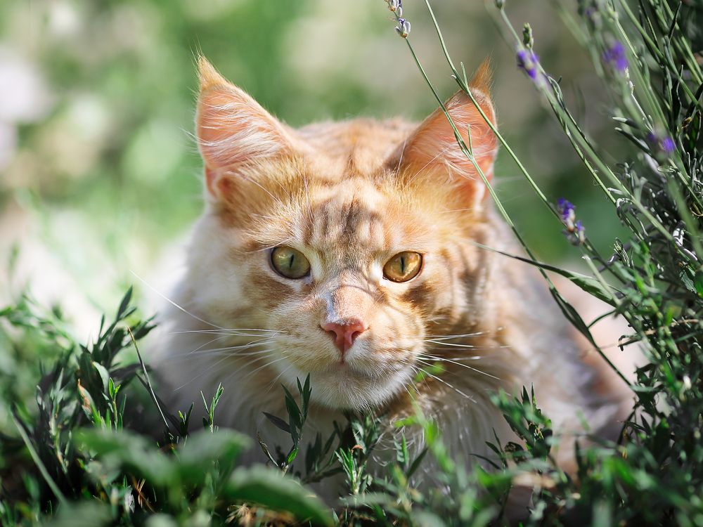 Что за лев этот тигр!