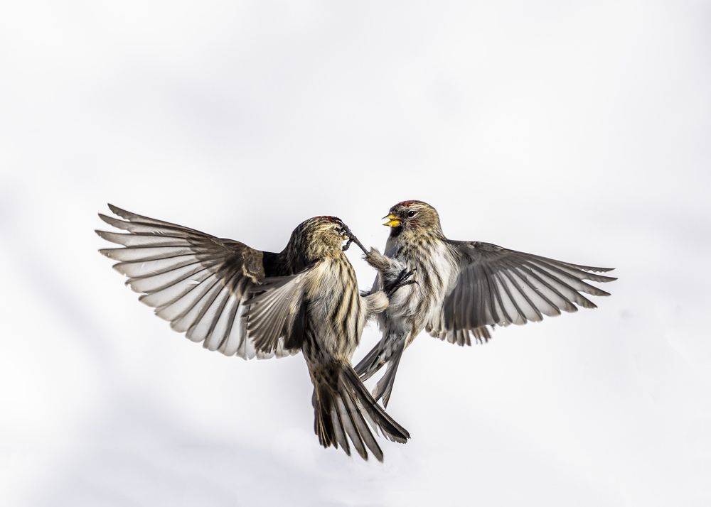 Фотография автора Clement Roy