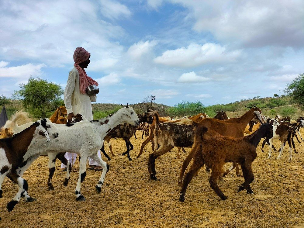 Grazing Goats on land