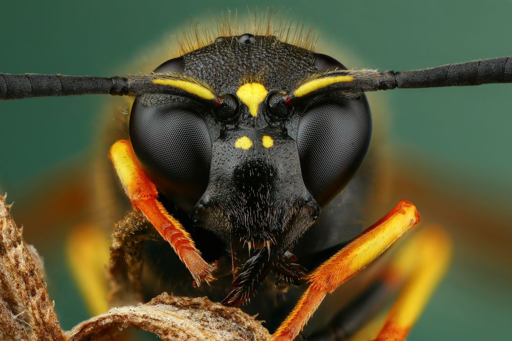 Пилюльная оса