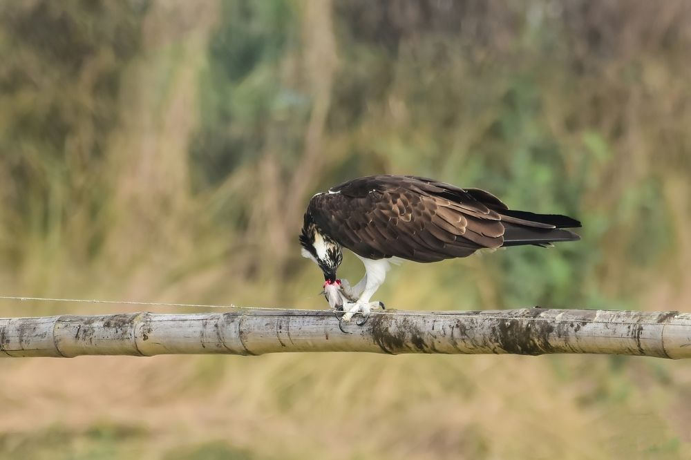 Photograph by Saptarshi Dasgupta