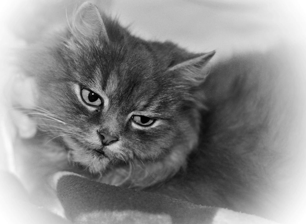 Photograph by Дмитрий Жуков