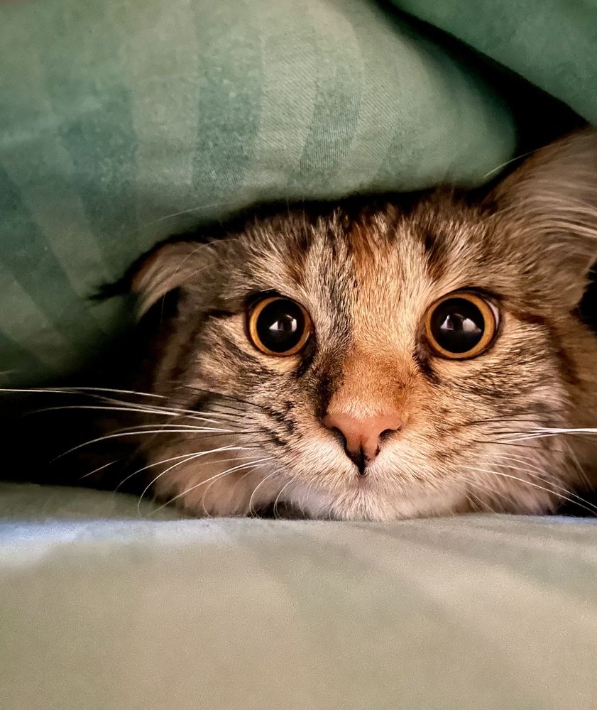 Моя Василиса