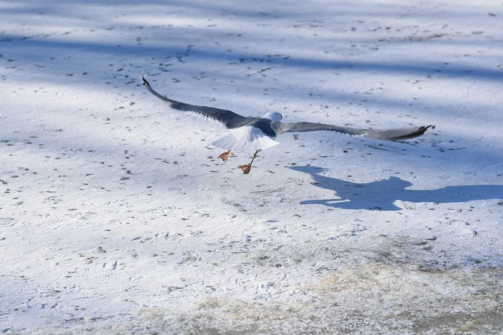 Рожденный летать / Born To Fly