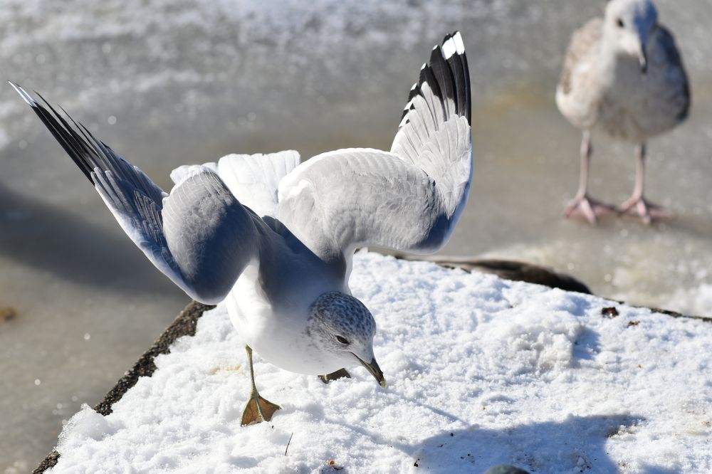 Приземление / Landing