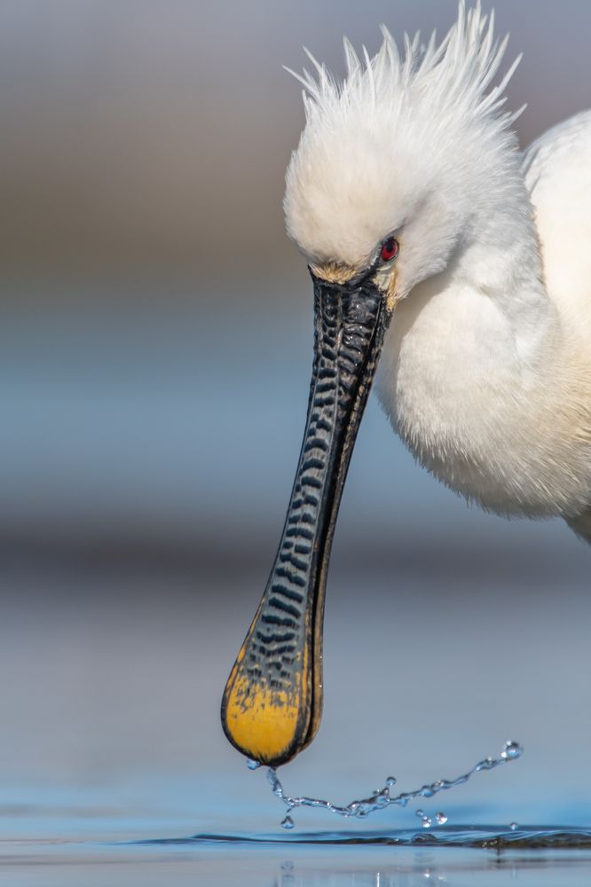 Photograph by Nuno Alexandre Candido