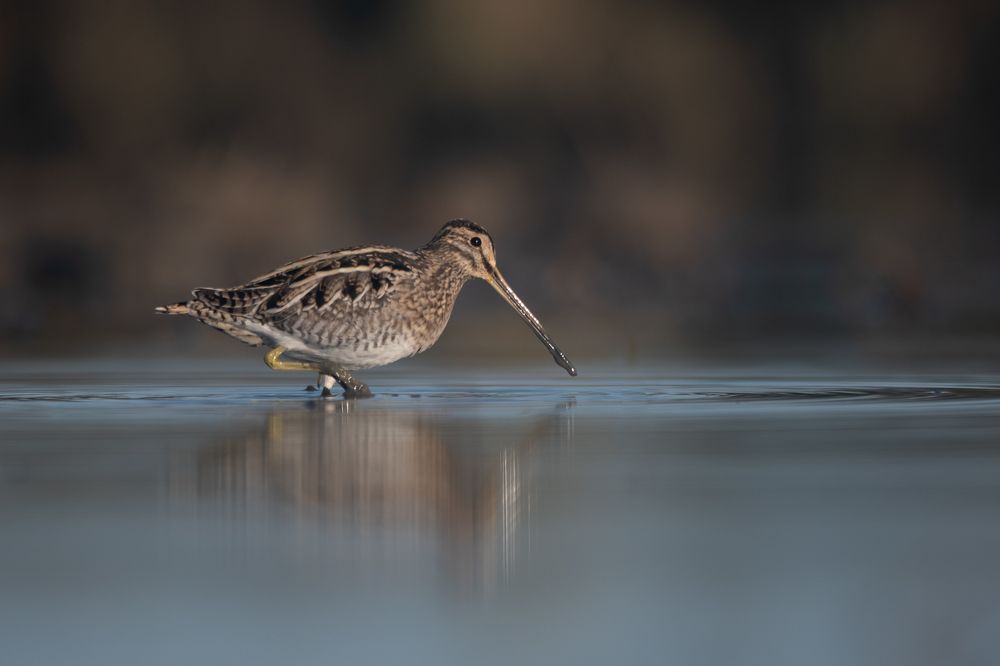 Photograph by Nuno Alexandre Candido