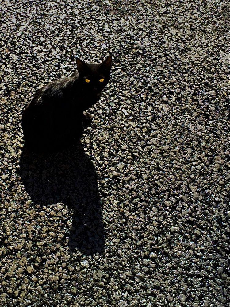 Black cat on a hot road / Чёрная кошка на раскалённой дороге