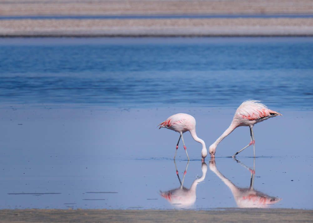 Photograph by Srikanth Srinivasan