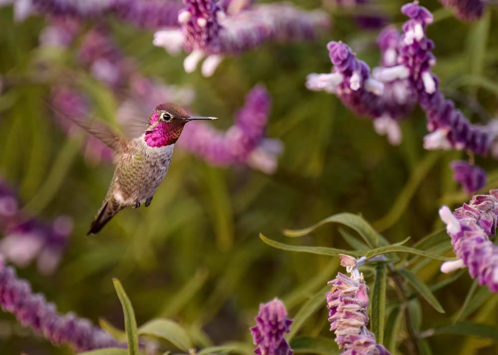 Photograph by Srikanth Srinivasan