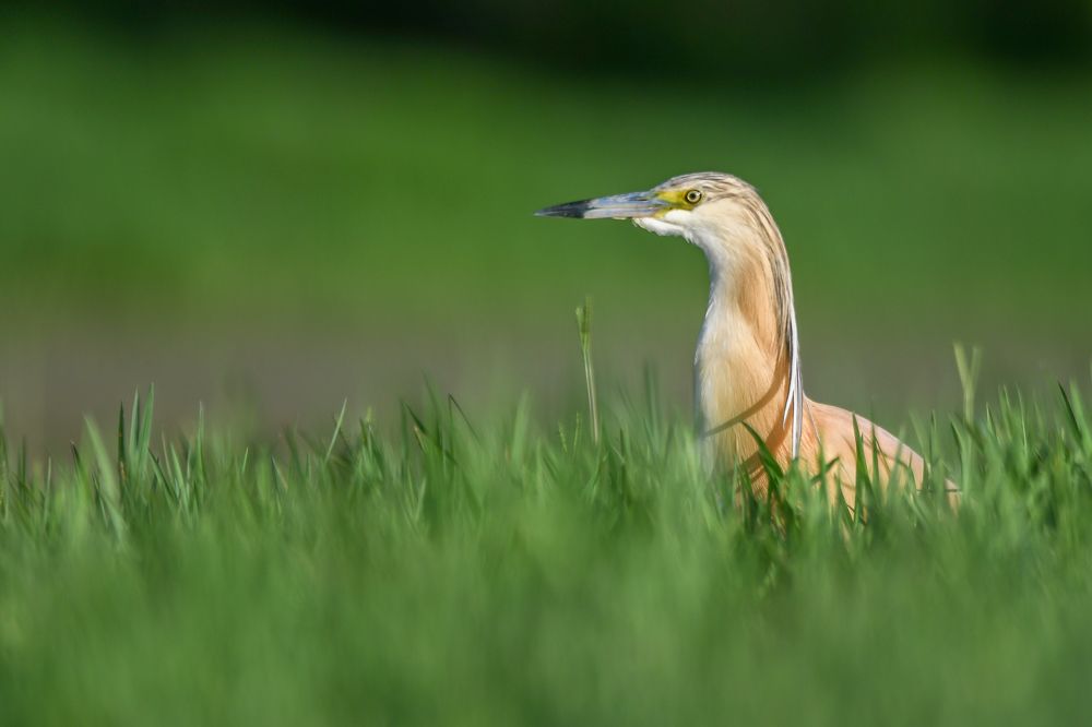 Photograph by Nuno Alexandre Candido