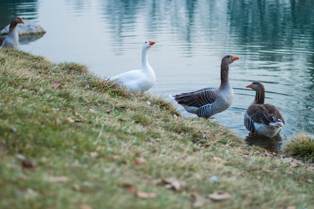 Photograph by Negah_ Photography_