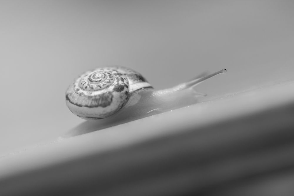 Photograph by mohamed