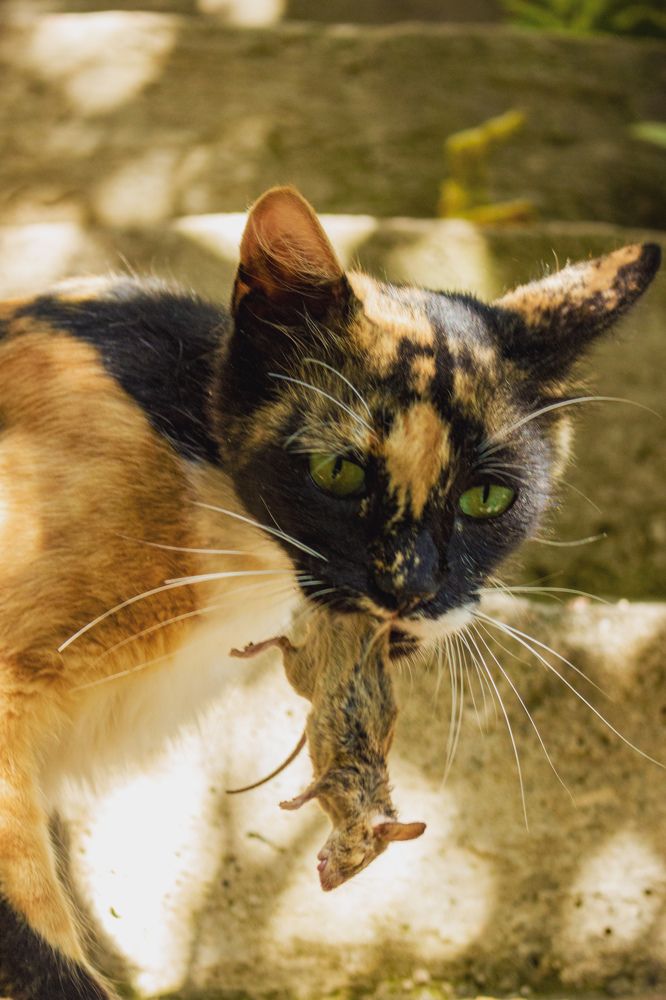 Photograph by Islam Traikia