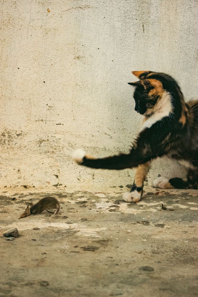 Photograph by Islam Traikia